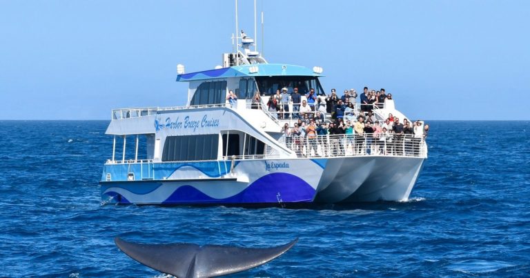 Marine tour boat full of people observe a whale's tail surfacing in the ocean.